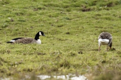 Canada Geese Side View on Marsh