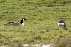 Canada Geese Side View on Marsh