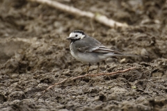 Male White Wagtail Side View on Bank