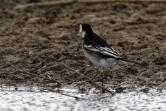 Pied Wagtail Back View on Bank