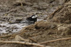 Pied Wagtail Side View on Bank