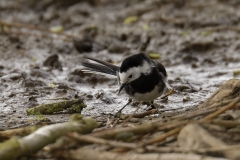 Pied Wagtail Front View on Bank