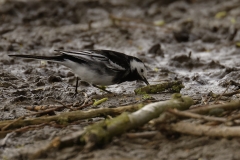 Pied Wagtail Side View on Bank