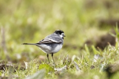 Male White Wagtail Back View on Marsh