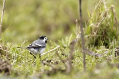 Male White Wagtail Back View on Marsh