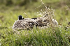 Canada Geese Resting on Bank