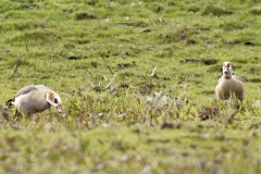 Egyptian Geese and Young