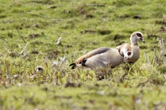 Egyptian Geese and Young