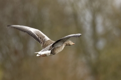 Greylag Goose Side View in Flight