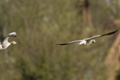 Greylag Geese Back View in Flight