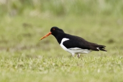 Oystercatcher Side View on Marsh