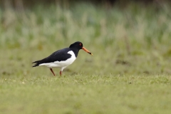 Oystercatcher Side View on Marsh