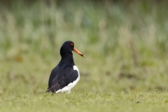 Oystercatcher Back View on Marsh