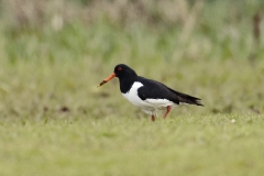 Oystercatcher Side View on Marsh