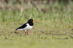 Oystercatcher Side View on Marsh