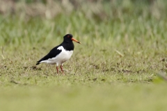 Oystercatcher Side View on Marsh