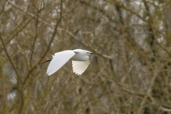 Little Egret Side View in Flight