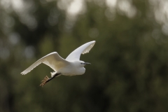 Little Egret Side View in Flight