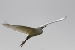 Little Egret Side View in Flight