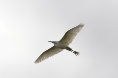 Little Egret Side View in Flight