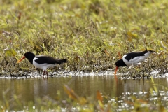 Oystercatchers Side View on Marsh