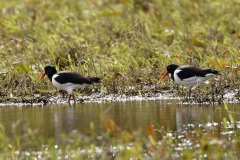 Oystercatchers Side View on Marsh