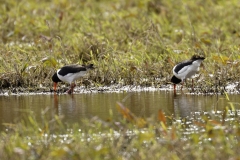 Oystercatchers Side View on Marsh