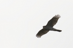 Female Sparrowhawk Side View in Flight