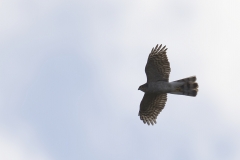 Female Sparrowhawk Side View in Flight