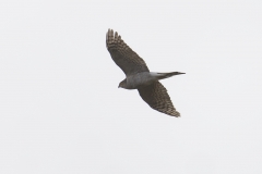 Female Sparrowhawk Side View in Flight