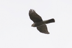 Female Sparrowhawk Side View in Flight