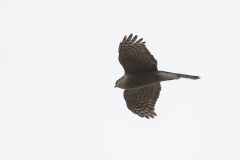 Female Sparrowhawk Side View in Flight