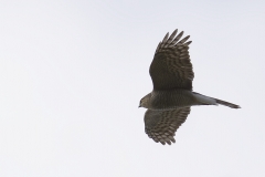 Female Sparrowhawk Side View in Flight