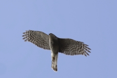 Female Sparrowhawk Front View in Flight