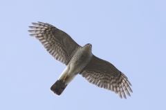 Female Sparrowhawk Front View in Flight