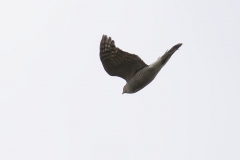 Female Sparrowhawk Side View in Flight