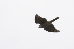 Female Sparrowhawk Side View in Flight