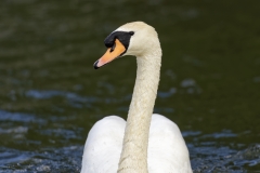 Swan Front View on River