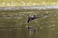 Male Mallard Duck Side View Landing on Lake