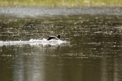 Male Mallard Duck Side View Landing on Lake