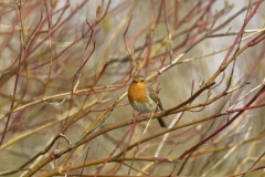 Robin Front View on Branch