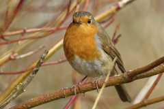 Robin Front View on Branch