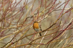 Robin Front View on Branch