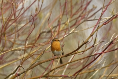 Robin Front View on Branch