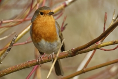 Robin Front View on Branch