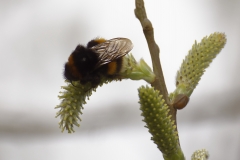 Bumblebee Top View on Wild Plant