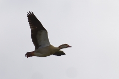 Egyptian Goose Side View in Flight