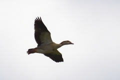 Egyptian Goose Side View in Flight