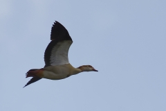 Egyptian Goose Side View in Flight