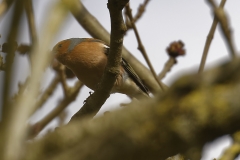 Male Chaffinch Side View on Branch